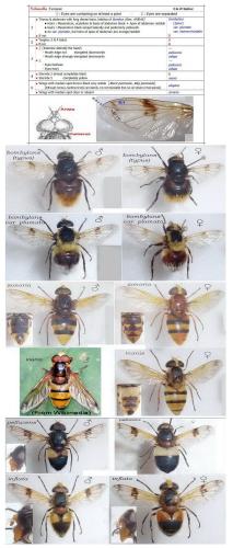 Volucella divers